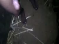 Free beastiality porn on a farm
